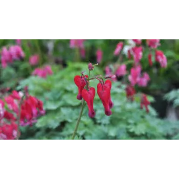 Red Hybrid Plant